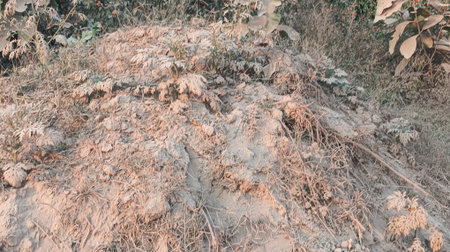 Dry soil in the field with a lot of plants and treesの写真素材