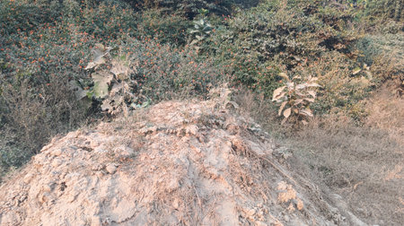 Trees and shrubs on the hillside.の写真素材
