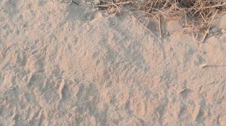 Sand texture background. Close up of dry grass on the beach.の写真素材