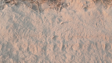 Close up of dry grass in the sand on a sunny day.の写真素材