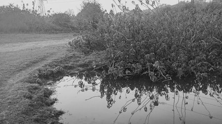 Reflection of trees and grass in a puddle, black and white