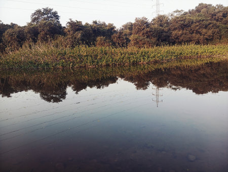reflection of trees in a puddle of water in the countryside