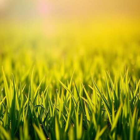 Green grass in the morning sun. Close up. Nature background.の素材