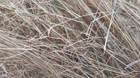 dry grass in the winter in the field, closeup of photo