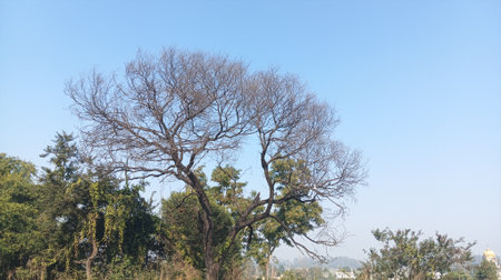dry tree in the park with blue sky background,Thailand.