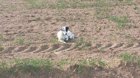 Puppy playing on the field. The dog is lying on the ground.