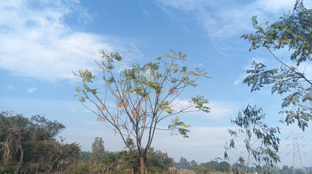 Tree in the field with blue sky and white clouds background, Thailand