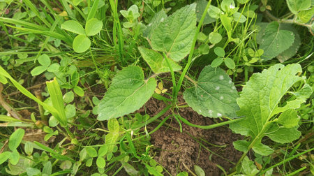 green leaves of melon plant in garden, closeup of photo