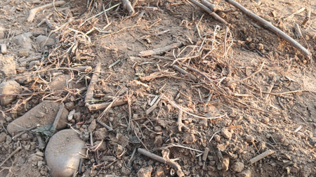 Dry soil texture background. Close up of dry soil texture.