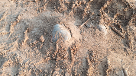 Dinosaur tracks on the ground, closeup of animal footprint.
