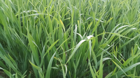 Close up of green grass in the field. Selective focus.