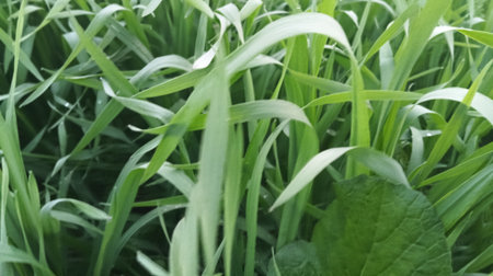 Green grass in the garden. Close-up. Selective focus.