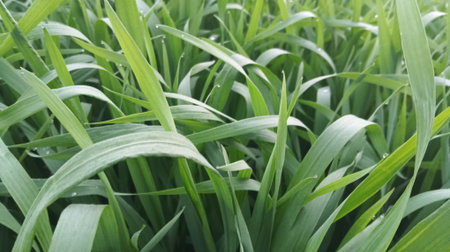 Green grass background. Close up of green grass texture background. Green grass background.