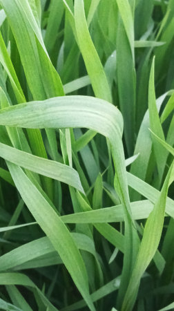 Green grass background. Close up of green grass texture. Fresh green grass background.