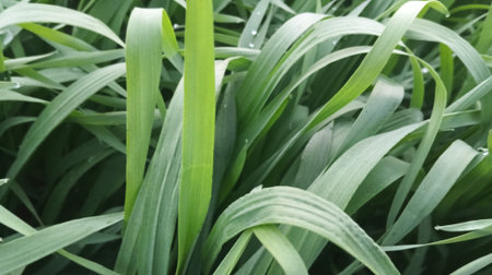 Green grass background. Natural green grass texture. Green leaves background.の写真素材