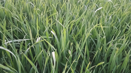 Green grass in the field. Green grass background. Green grass texture