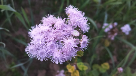 purple flowers in the garden, nature background, shallow depth of field
