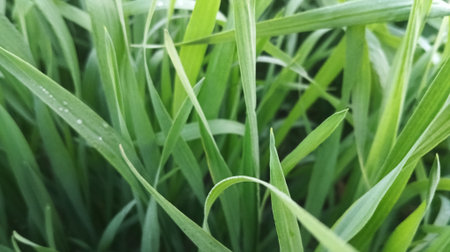 Green grass with dew drops in the morning. Natural background.の写真素材
