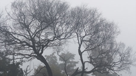 Tree branches in the foggy morning, close-up of photo