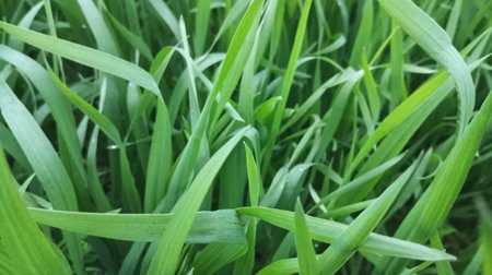 Green grass texture background. Close up of fresh spring green grass.