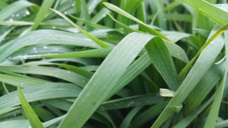 green grass with dew drops, shallow depth of field, soft focus