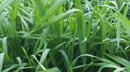 Green grass background. Close-up of green grass texture background.
