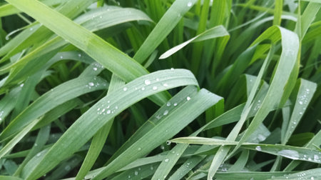 Green grass with dew drops close-up. Natural background.