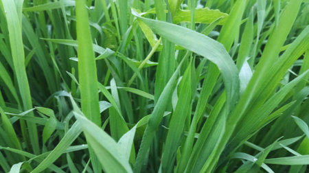 Green grass background. Close-up of fresh green grass texture.