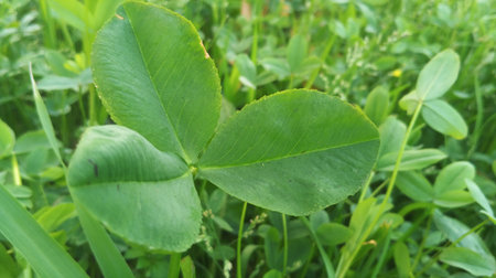 Green clover leaves on the meadow in the summer. Nature background