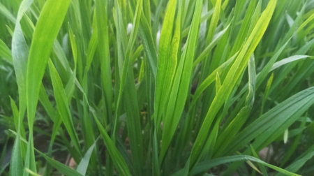 Green grass in the garden. Nature background. Close-up.