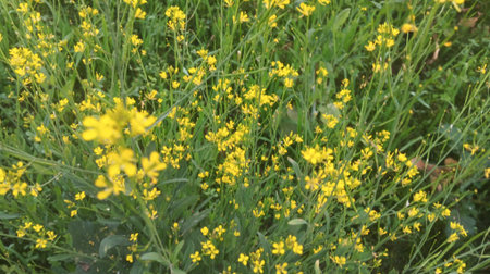 Yellow flowers and green leaves background.