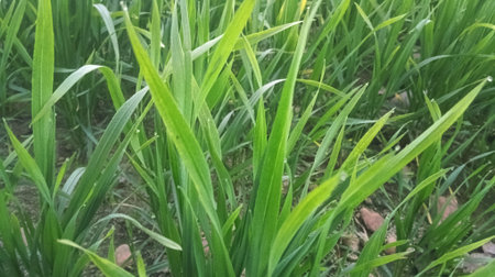 Green grass background