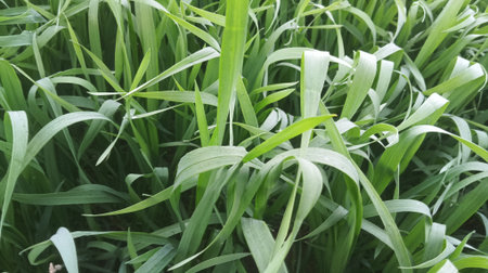 Green grass background. Green grass background. Green grass background texture.の写真素材