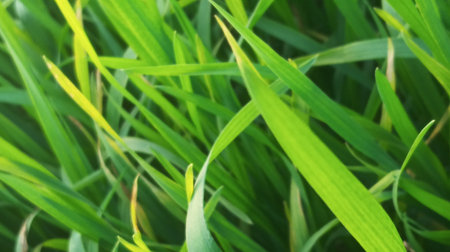 Green grass texture. Natural background. Closeup of green grass.