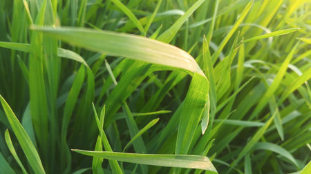 Green grass background. Green grass texture background. Green grass background.