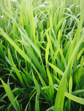Green grass in the field, close-up. Nature background.