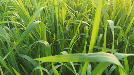 close up of green grass in the field with sun light background.