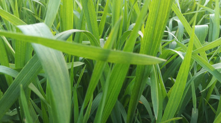 Green grass background. Close up of green grass texture. Nature background
