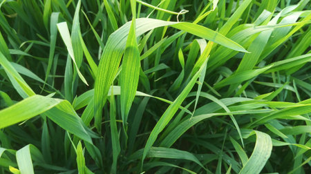 Green grass background. Close up of green grass texture. Green grass background.