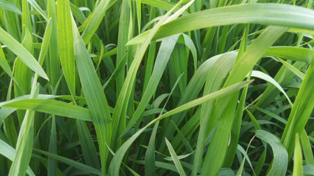 green grass in the garden, blur background with bokeh effect