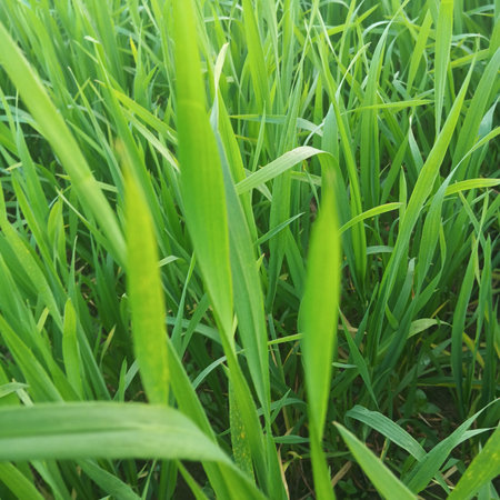 Green grass background. Close up of fresh green grass. Nature background
