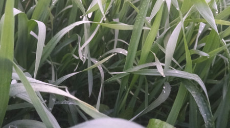 Close up of green grass in the field. Soft focus. Nature background