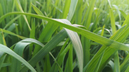 Close-up of green grass in the field. Nature background.