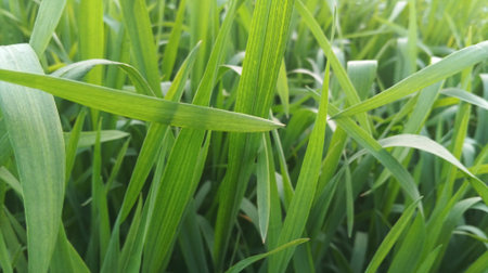 Green grass in the field. Natural background. Close-up.