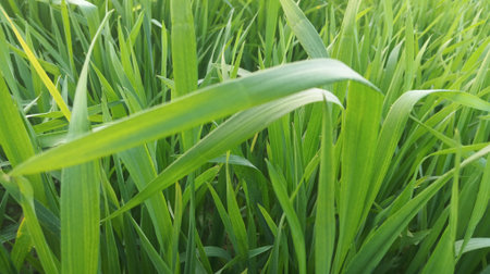 Green grass background. Close-up of green grass in the field.