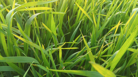 Green grass texture background. Green grass texture background. Green grass background.