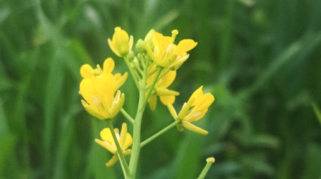 Rape blossoms in the springtime. Close-up.