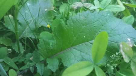 Green leaves in the garden. Close-up. Soft focus.