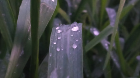 Water droplets on the green leaves of corn in the morning.