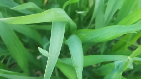 Green grass background. Green leaves background. Green leaves background. Green leaves background